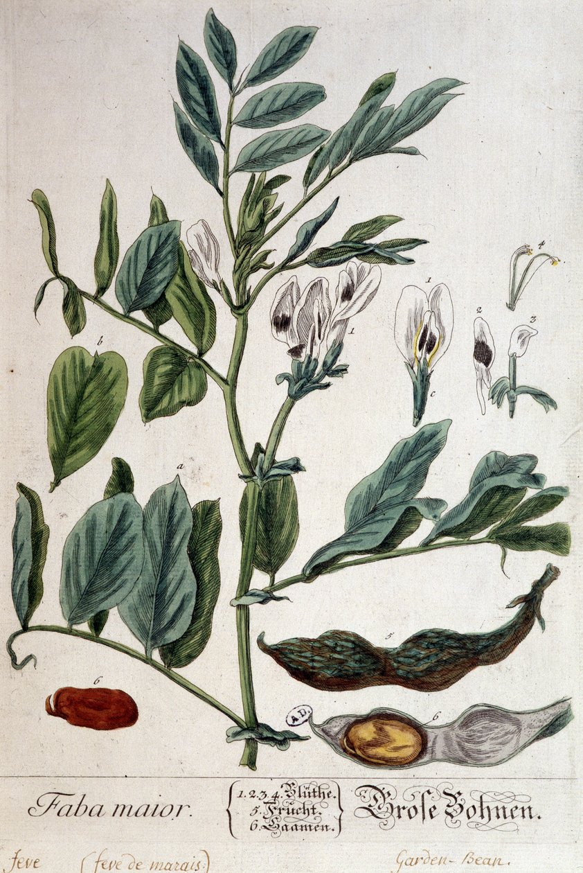 Faba Major (marsh feve) - botanisk styrelse av Unknown artist