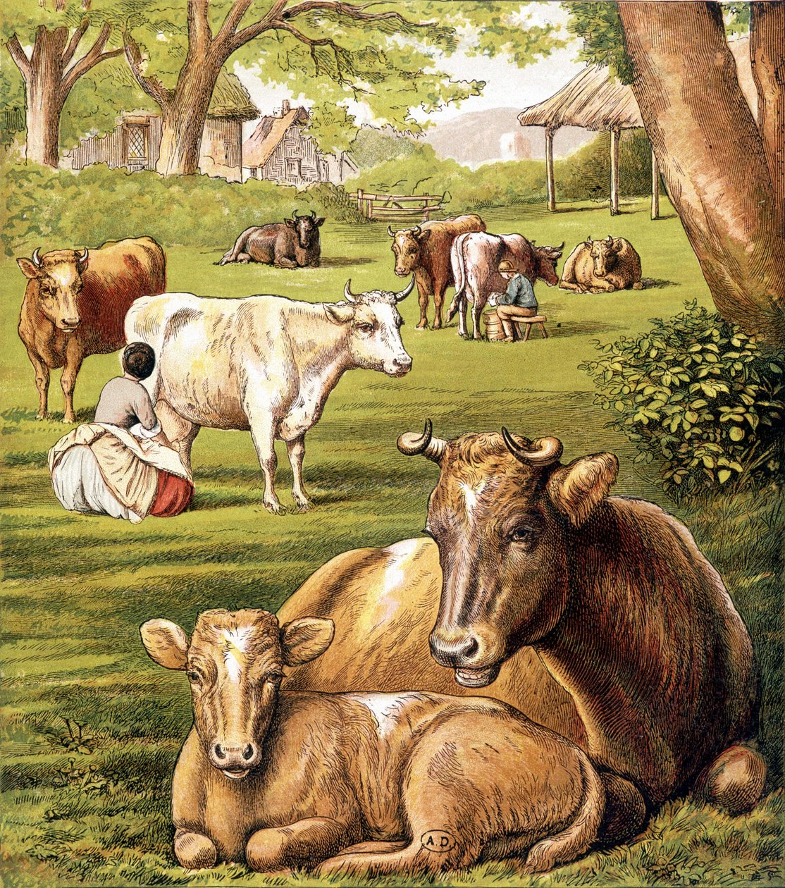 Bönder som drar mjölk. 1800-talet. av Unknown artist