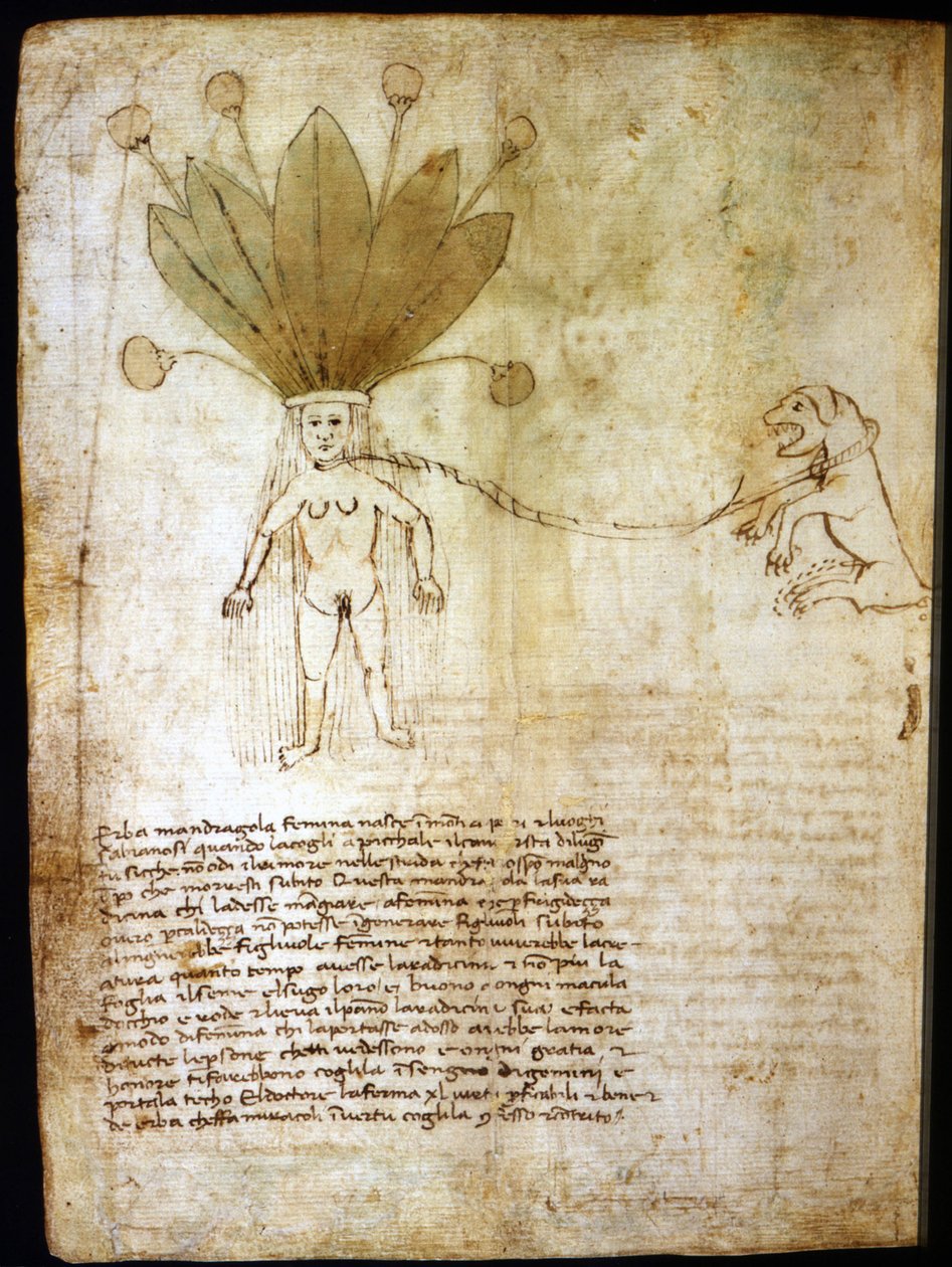 Mandrakehona, utvunnen ur en ört från 1300-talet. av Unknown artist