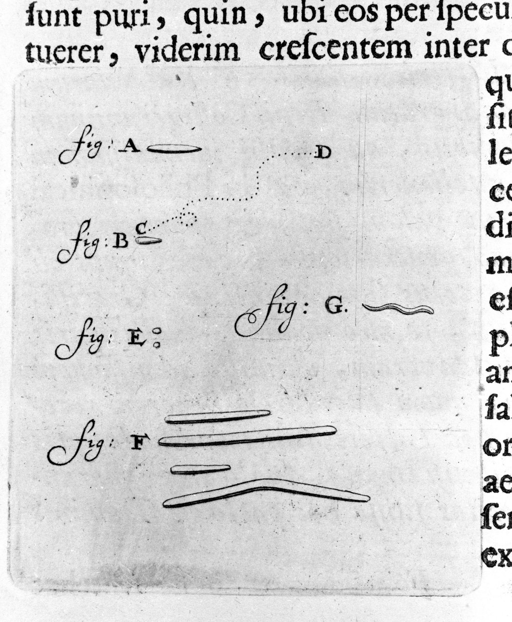 Första representationen av bakterier Beskrivning av den holländska handlaren och vetenskapsmannen Antoine van Leeuwenhoek (eller Leeuvenhoek Leeuwenhoeck) (eller Antoni eller Anthonie) (1632-1723) efter en studie av bakterier i hans mun. Gravyr från "Arcan av Unknown artist