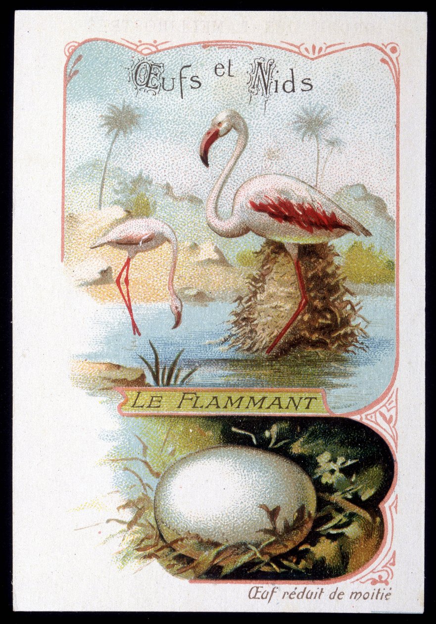Flamingo - Ägg och bon. 1800-talets kromolitografi. av Unknown artist