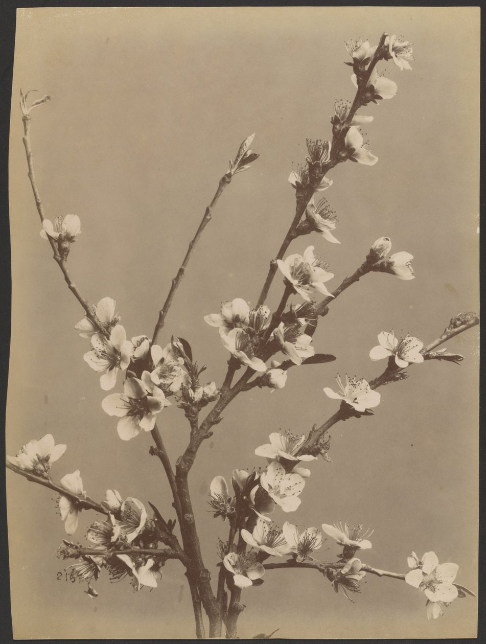 [Blomsterstudie med små vita blommor] av Unknown artist