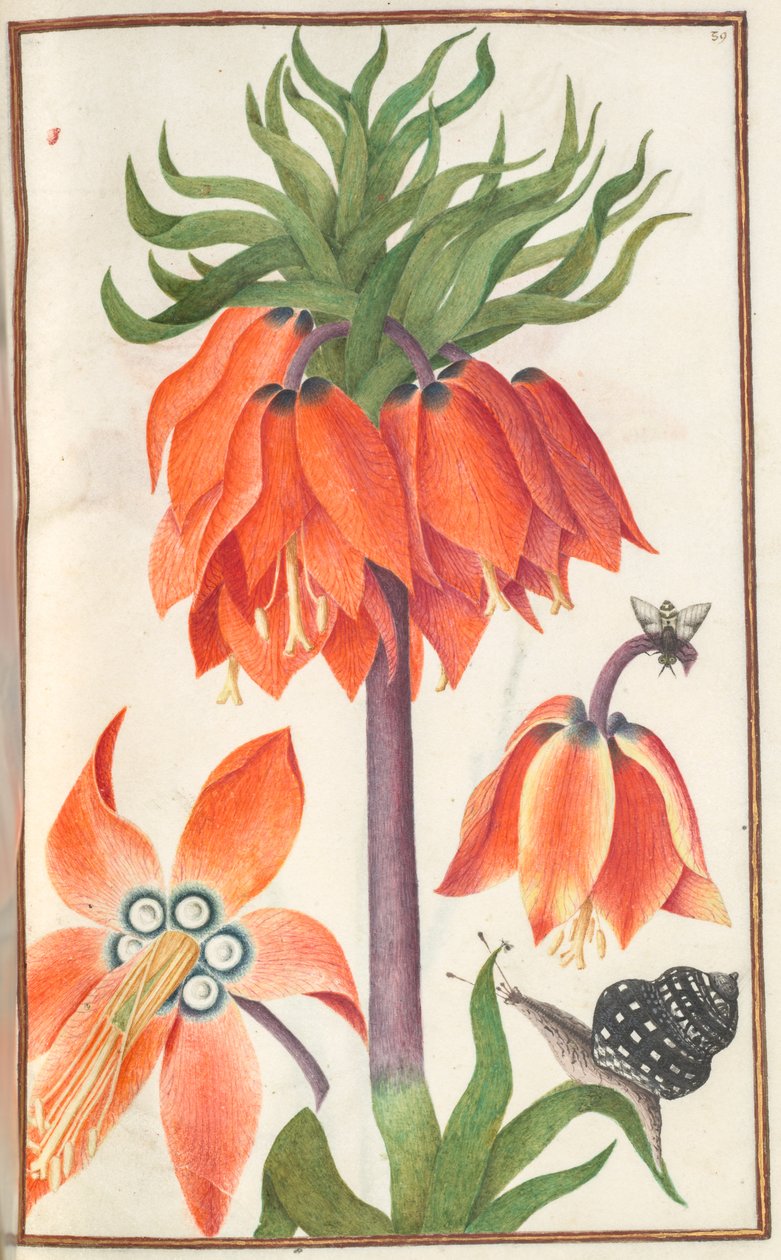 Florilegium: (sida 19 recto) apelsin fritillaria imperialis (imperial krona) av Unknown artist