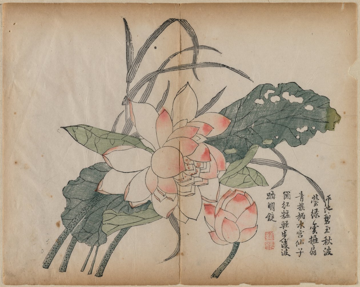 Blommande Lotus och knopp av Unknown artist