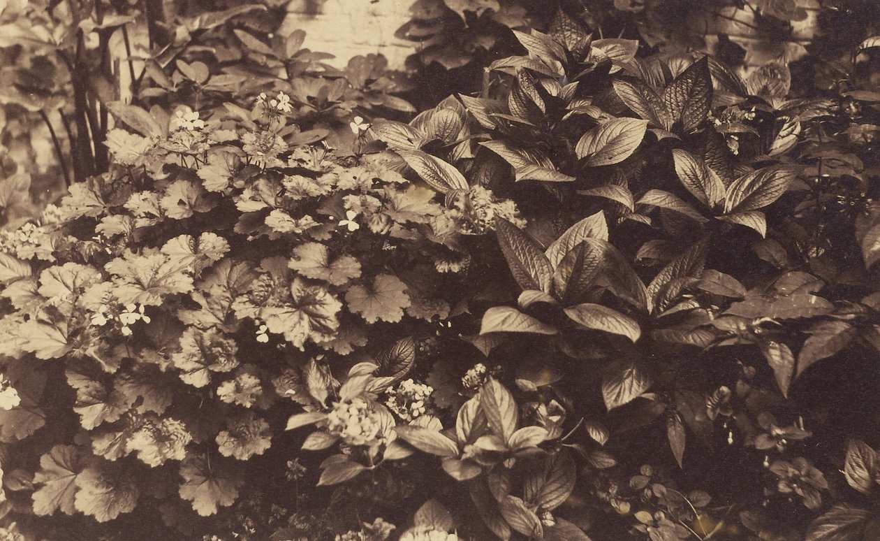 [Blommor och blad] av Unknown artist
