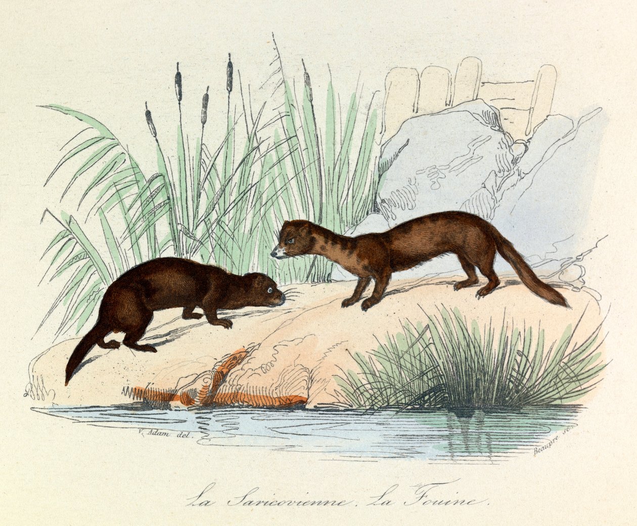 Fouine och Saricovienne klassificerade av Linneene och Cuvier i "Completes de Buffon" (gravyr) av Unknown artist