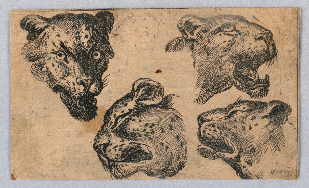 Fyra studier av leopardhuvuden av Unknown artist