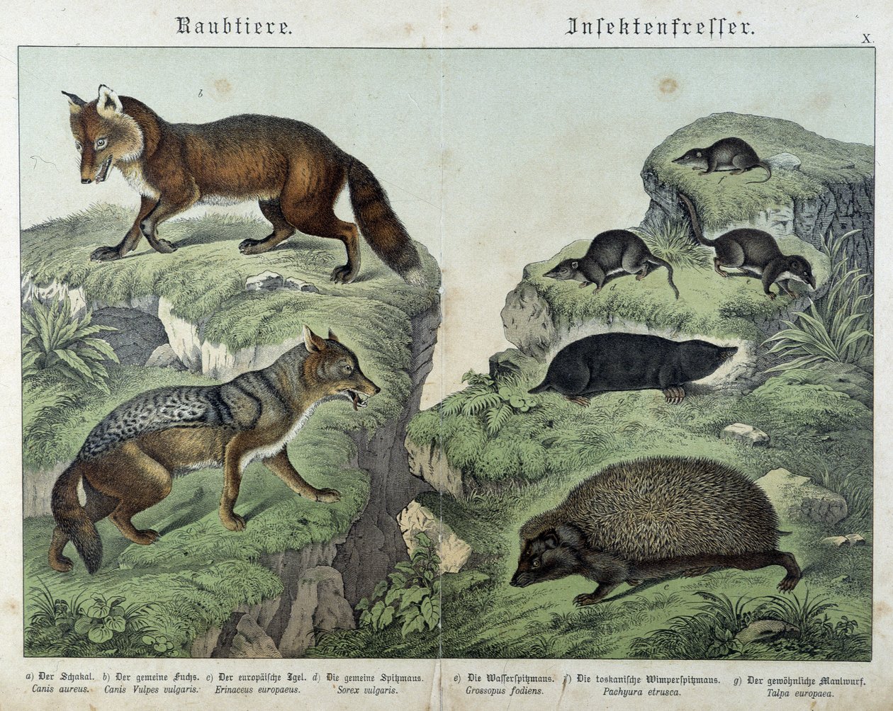 Räv, silverräv, smuss, mullvad och igelkott - i "" Natural history of mammals"", red. Schreiber av Unknown artist