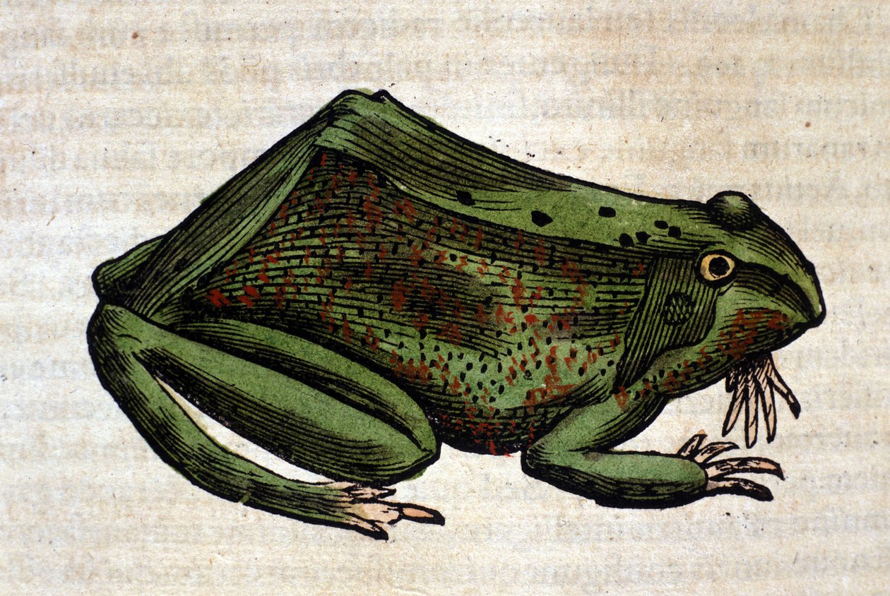 Groda från Historia Animalium av Conrad Gesner, Tiguri 1560. Biblioteca Nazionale Braidense. Milano av Unknown artist
