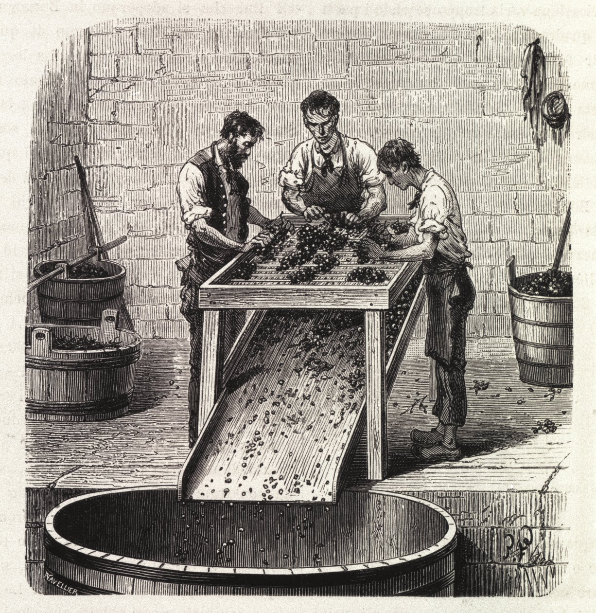 Gradering av druvorna på ett rutnät under processen att göra vinet av överlägsen kvalitet från Bourgogne. Gravyr från slutet av 1800-talet av Unknown artist