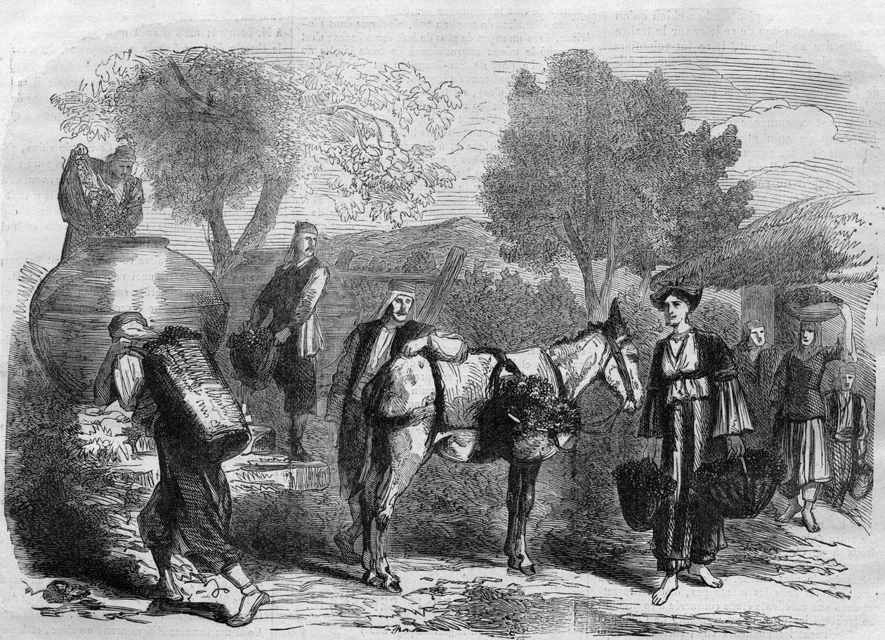 Druvskörd på Cypern - Gravyr från "" Le Journal Illustré"" av Unknown artist