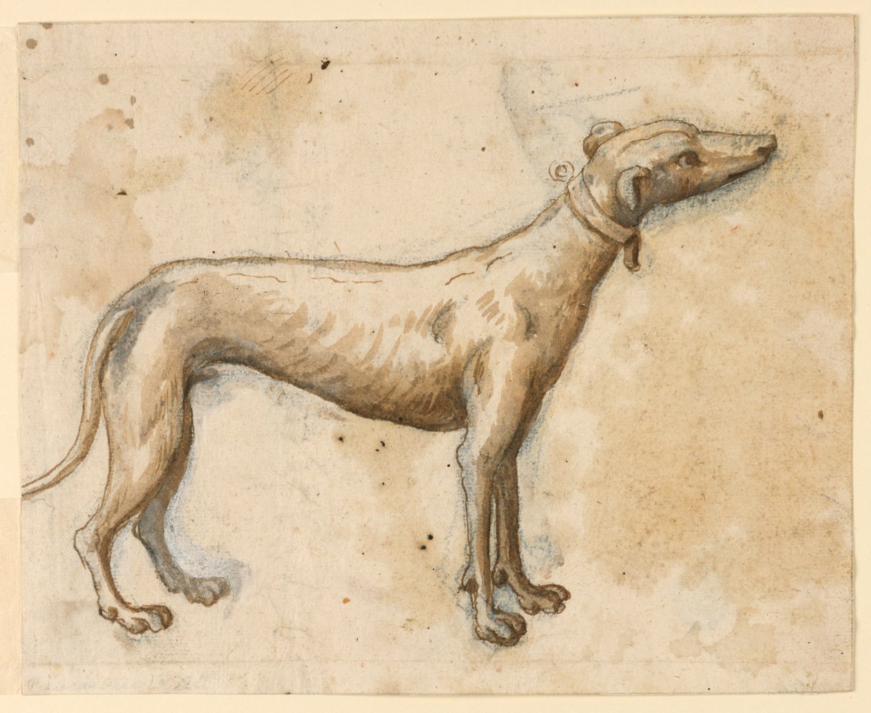 Vinthund av Unknown artist