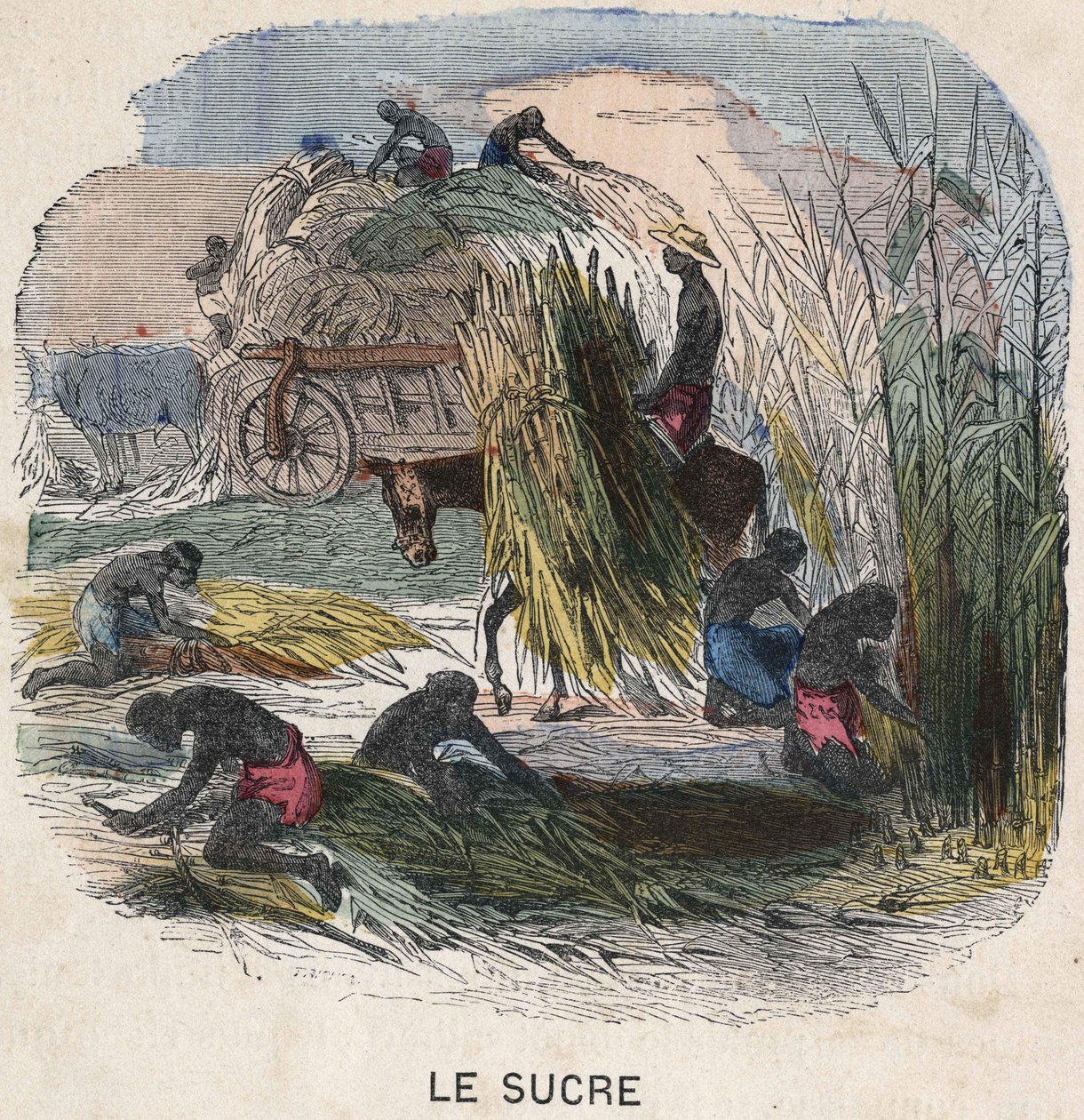 Skördar sockerrör i Västindien. 1800-talsillustration. Bianchetti samling. av Unknown artist