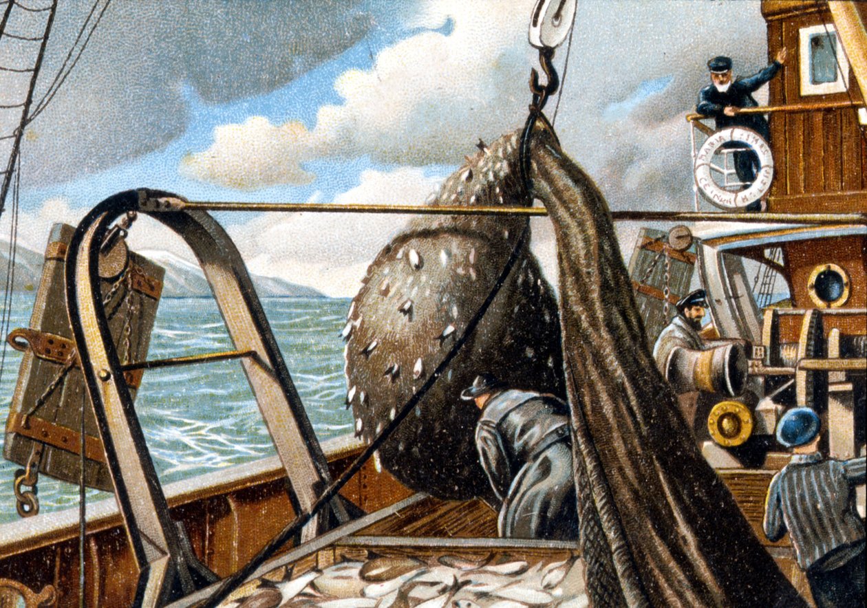 Sillfiske: höja nätet på båten. Slutet av 1800-talet. av Unknown artist