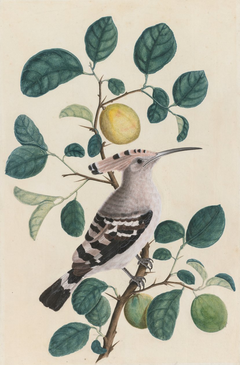 Hoopoe på en citrusträdgren av Unknown artist