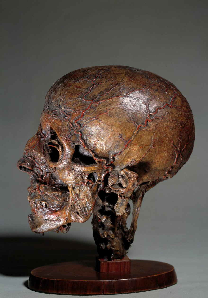 Mänskligt anatomiskt huvud tillverkat med hjälp av vaxinjektioner. 1700-tals privatsamling av Unknown artist