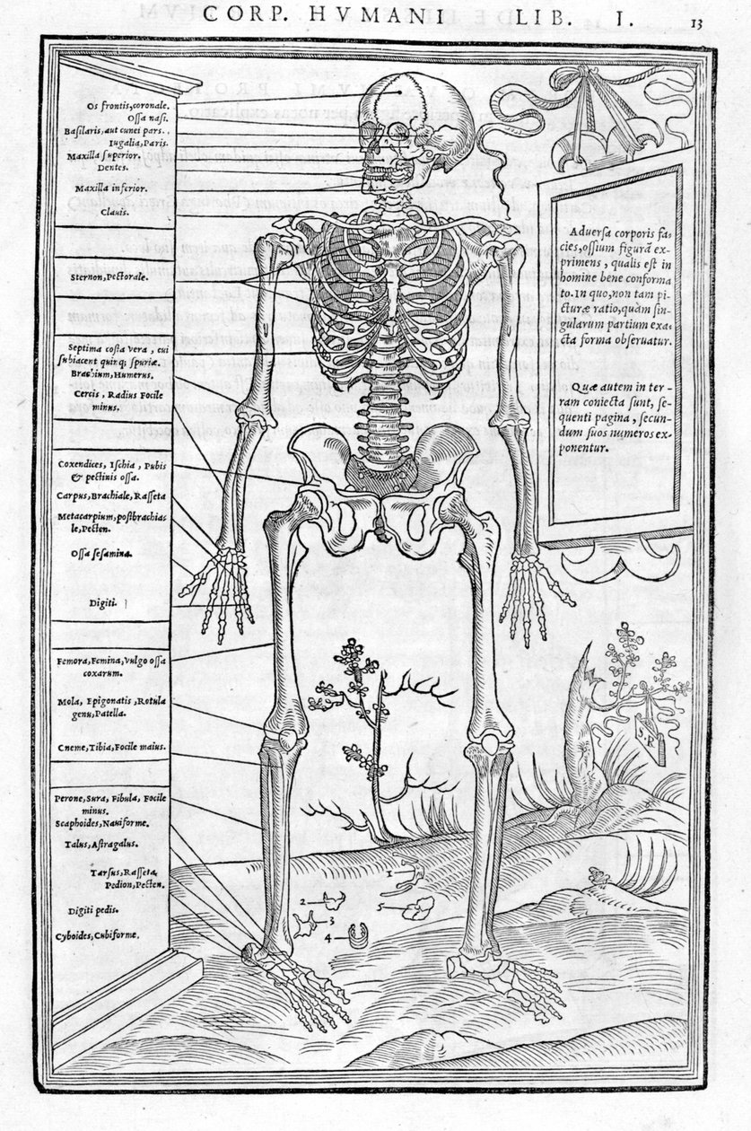 Människoskelett, främre delen. Anatomisk platta av "" Dissektion av människokroppens tre delar..." Carlo Stefano Riverio, Paris 1545 av Unknown artist