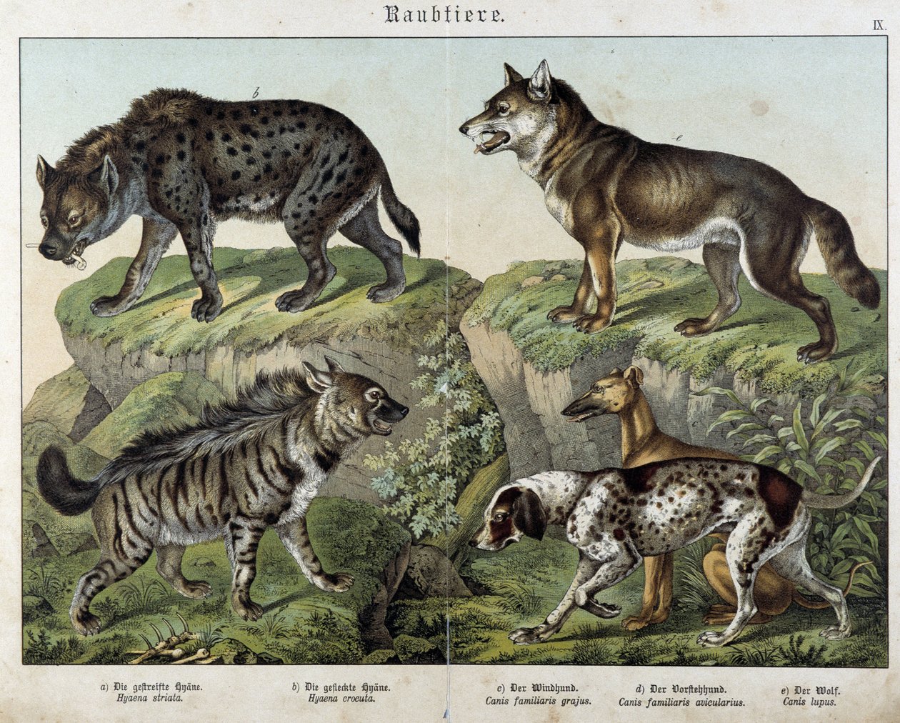 Hyenor och hundar. i "" Natural history of mammals", red. Schreiber av Unknown artist