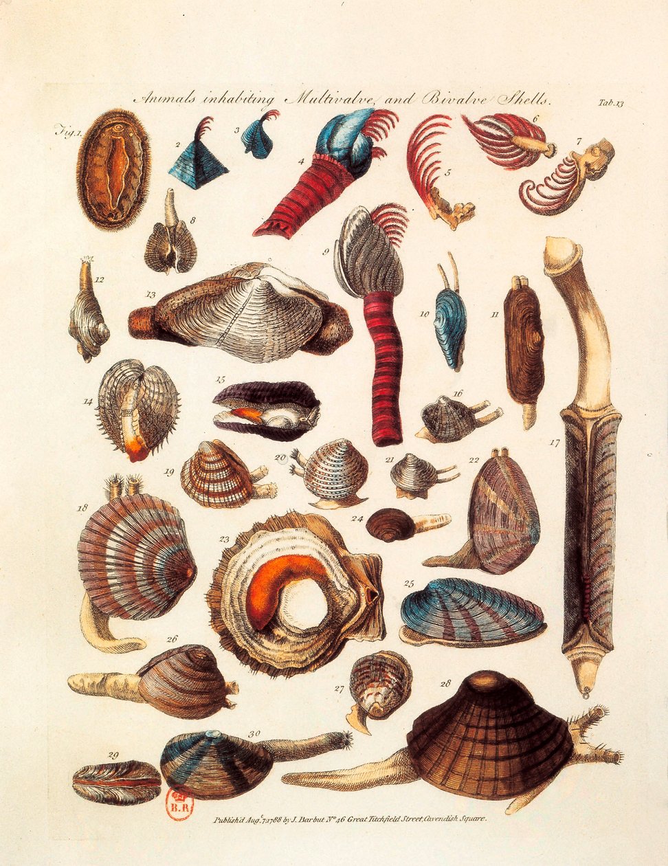 Illustrerad sida som representerar de olika arterna av musslor och flerklaffsdjur hämtade från fördragen "The Genera Vermium" av Unknown artist