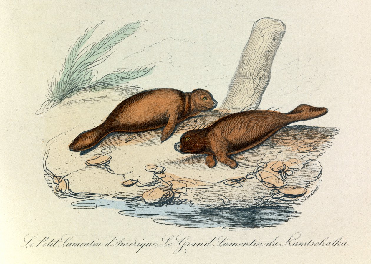 Illustration från boken "Buffons samlade verk": Les Quadrupedes (gravyr) av Unknown artist