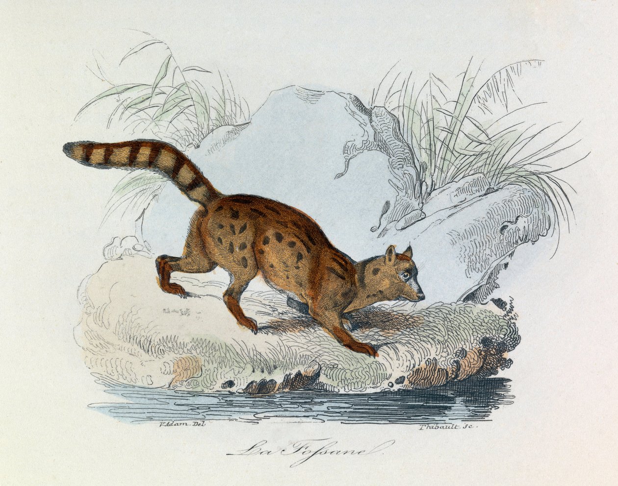 Illustration från boken "Buffons samlade verk": De fyrfotade djuren: La fossane (gravyr) av Unknown artist