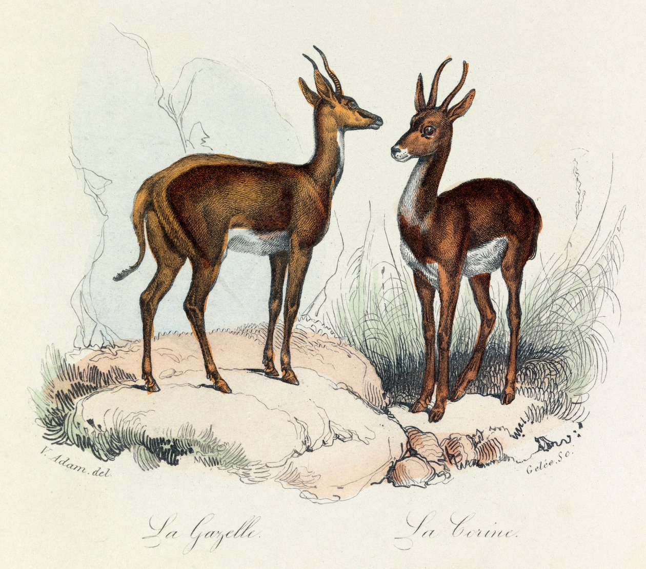 Illustration från boken "Buffons samlade verk": De fyrfotade djuren: La gazelle et la corine (gravyr) av Unknown artist
