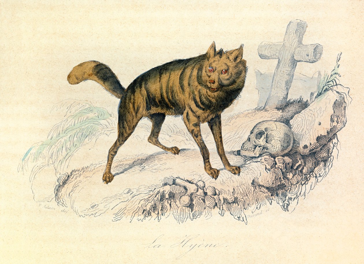 Illustration från boken "Buffons samlade verk": De fyrfotade: La hyene (gravyr) av Unknown artist