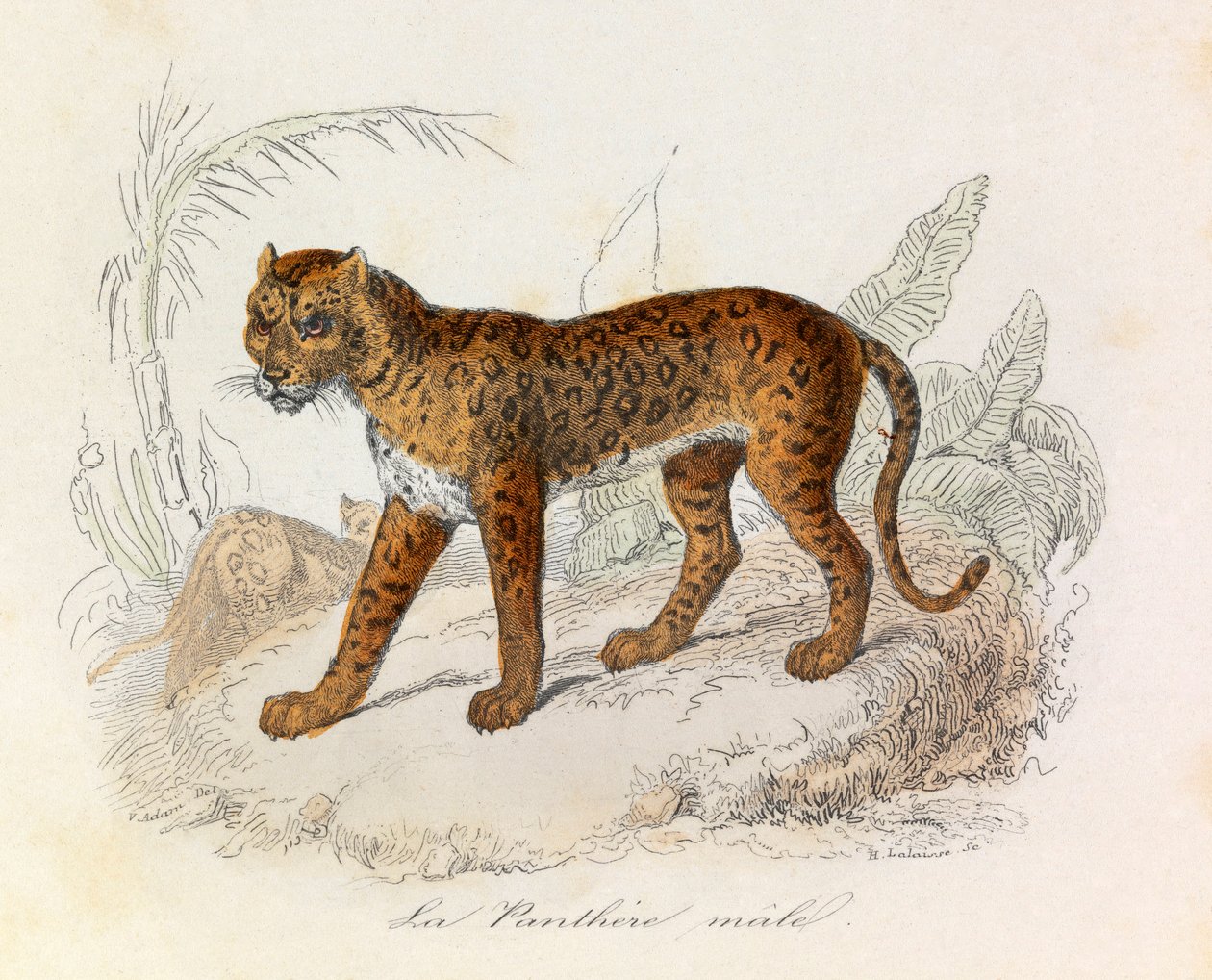 Illustration från boken "Buffons samlade verk": De fyrfotade djuren: La panthere (gravyr) av Unknown artist