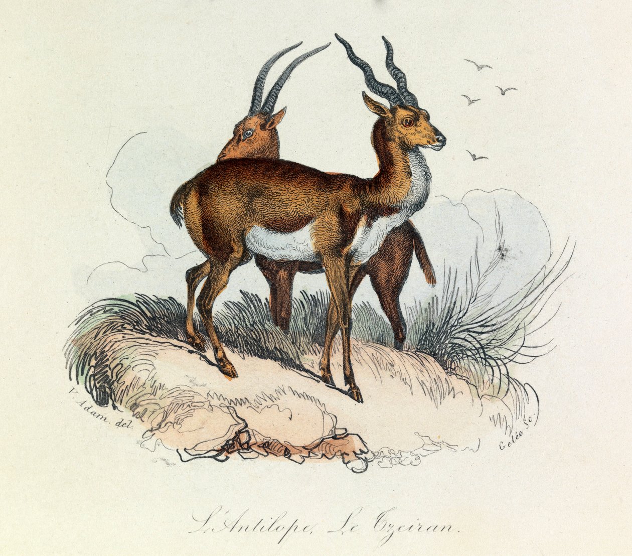 Illustration från boken "Buffons samlade verk": De fyrfotade djuren: L
