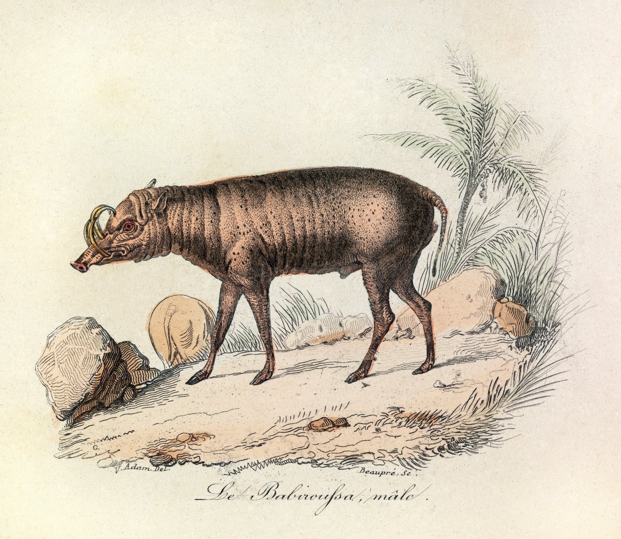Illustration från boken "Buffons samlade verk": Les Quadrupedes: Le babiroussa male (gravyr) av Unknown artist