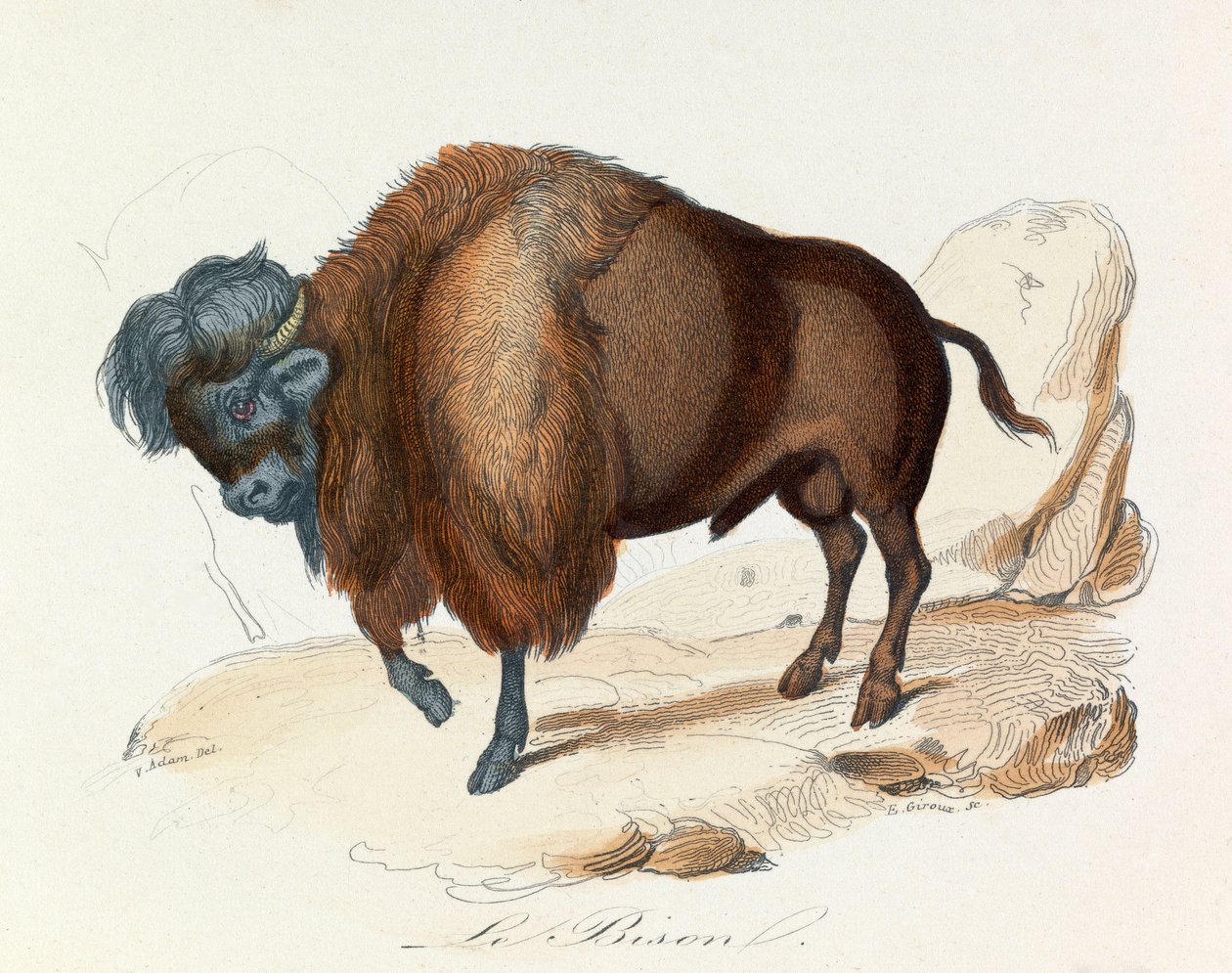 Illustration från boken "Buffons samlade verk": De fyrfotade djuren: Le bison (gravyr) av Unknown artist