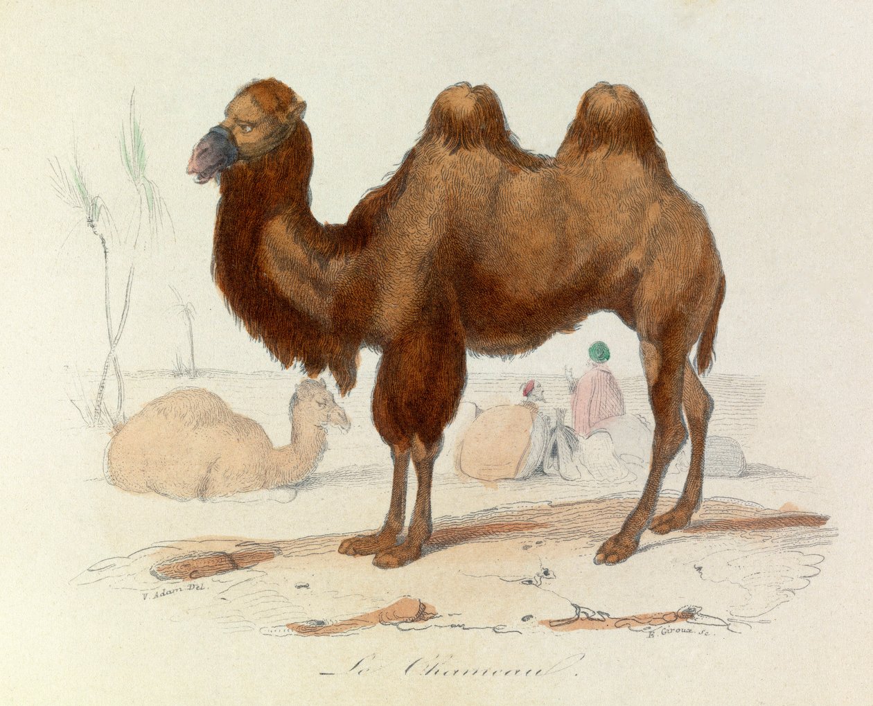 Illustration från boken "Buffons samlade verk": De fyrfotade djuren: Le cameau (gravyr) av Unknown artist
