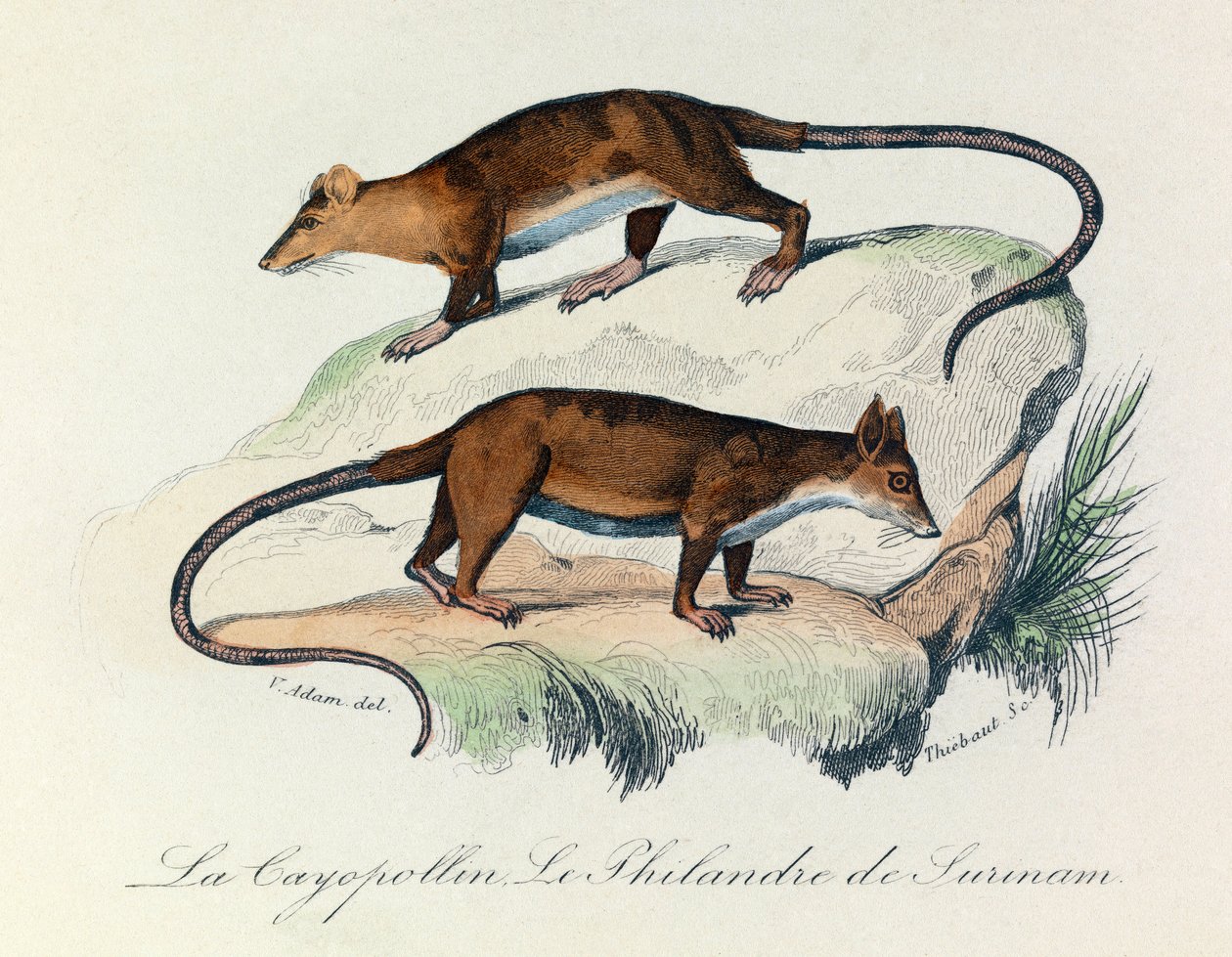 Illustration från boken "Buffons samlade verk": De fyrfotade djuren: Le cayopollin et la philandre de Surinam (gravyr) av Unknown artist