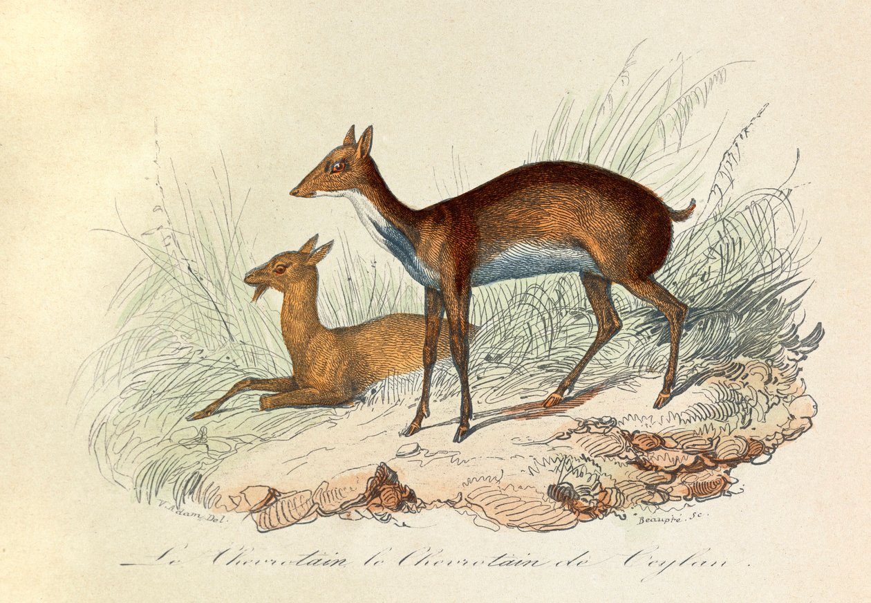 Illustration från boken "Buffons samlade verk": De fyrfotade djuren: Le chevrotain et le chevritain de Ceylon (gravyr) av Unknown artist