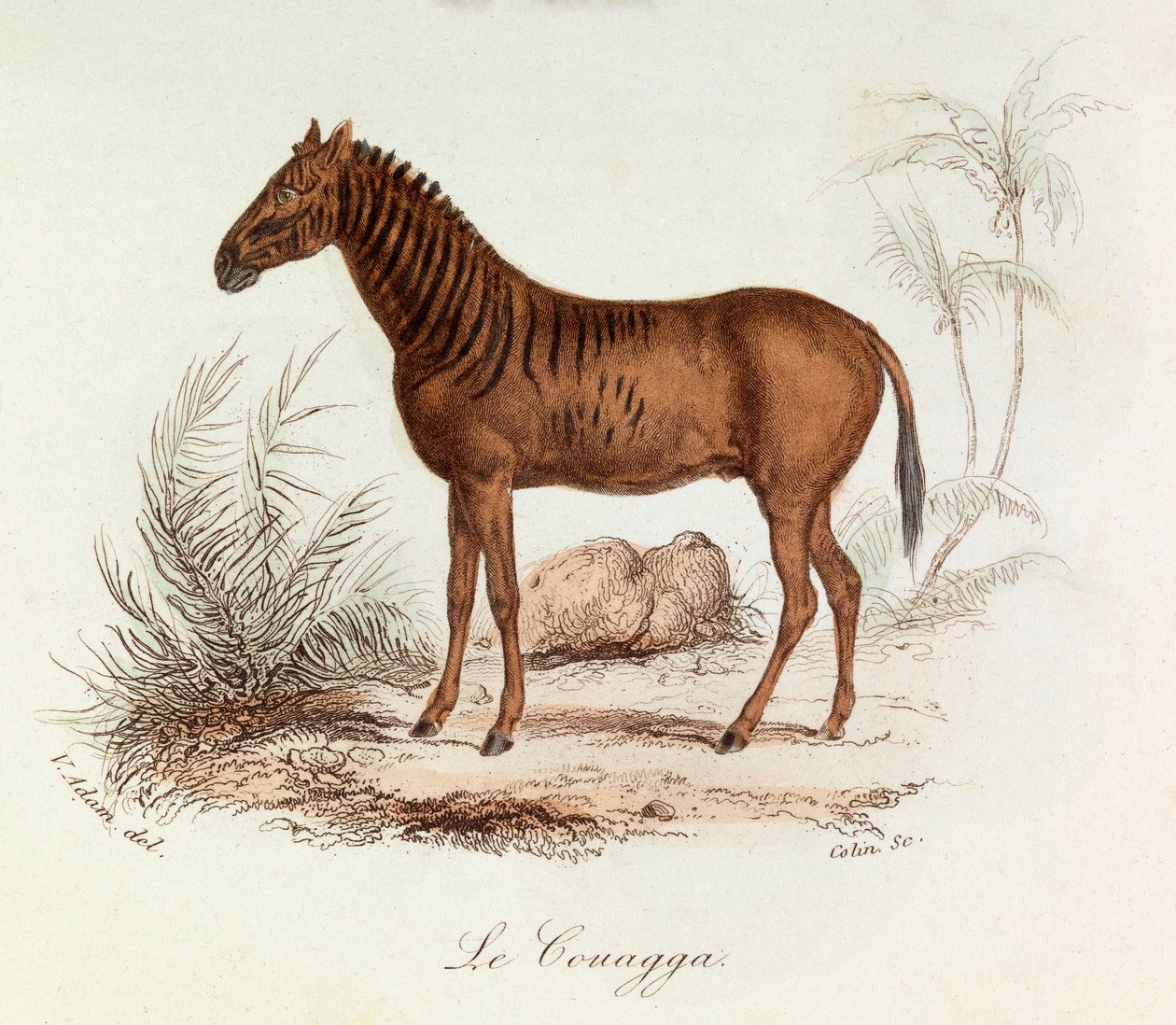 Illustration från boken "Buffons samlade verk": De fyrfotade djuren: Le couagga (gravyr) av Unknown artist