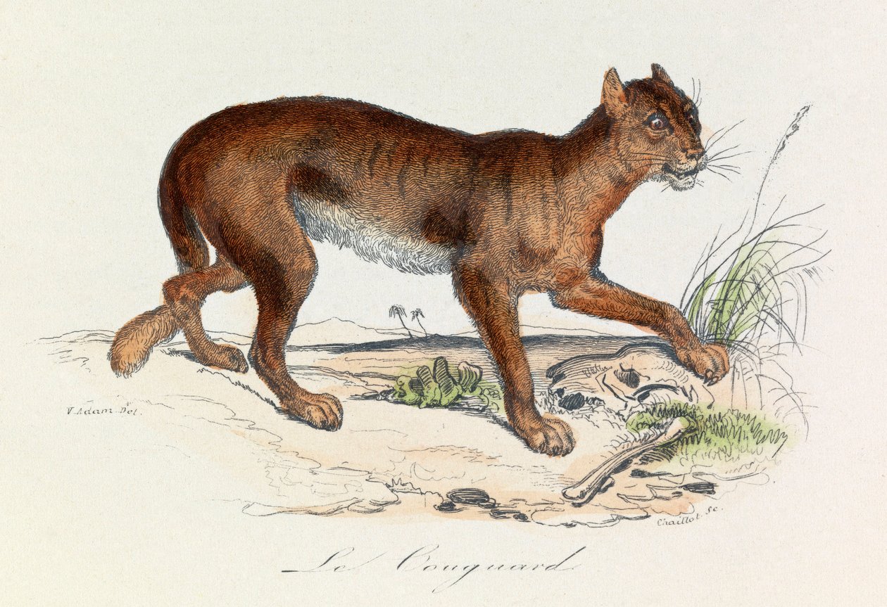 Illustration från boken "Buffons samlade verk": De fyrfotade djuren: Le couguar (gravyr) av Unknown artist