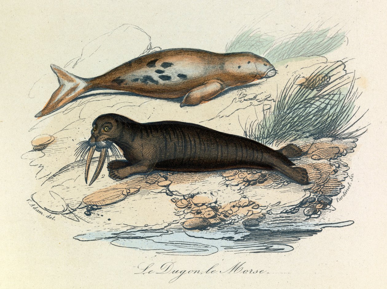 Illustration från boken "Buffons samlade verk": De fyrfotade djuren: Le dugon et le walrus (gravyr) av Unknown artist