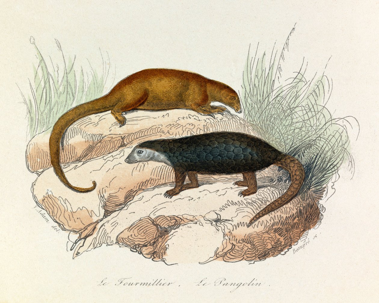 Illustration från boken "Buffons samlade verk": De fyrfotade djuren: Le fourmillier et le pangolin (gravyr) av Unknown artist