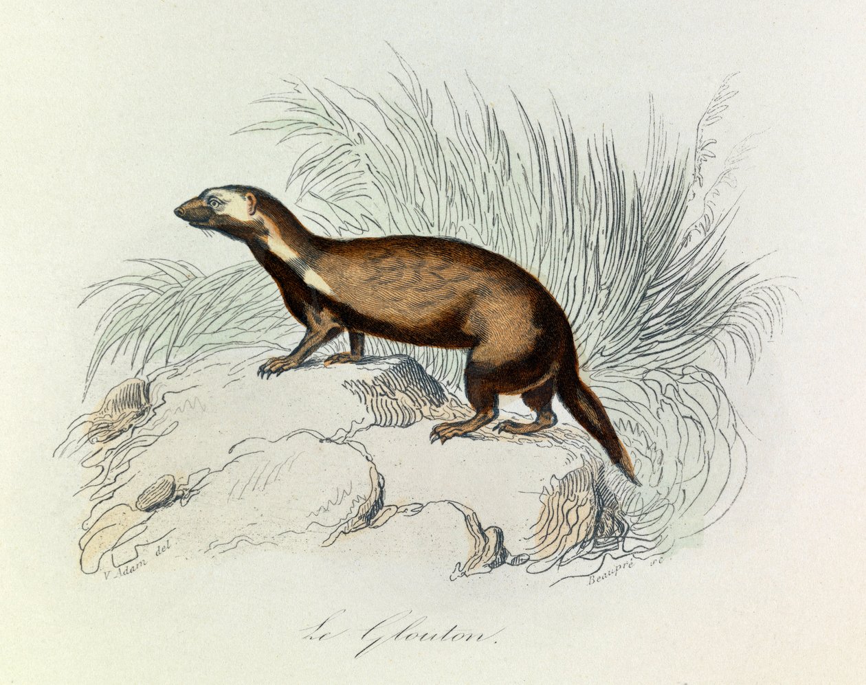 Illustration från boken "Buffons samlade verk": De fyrfotade djuren: Le glouton (gravyr) av Unknown artist