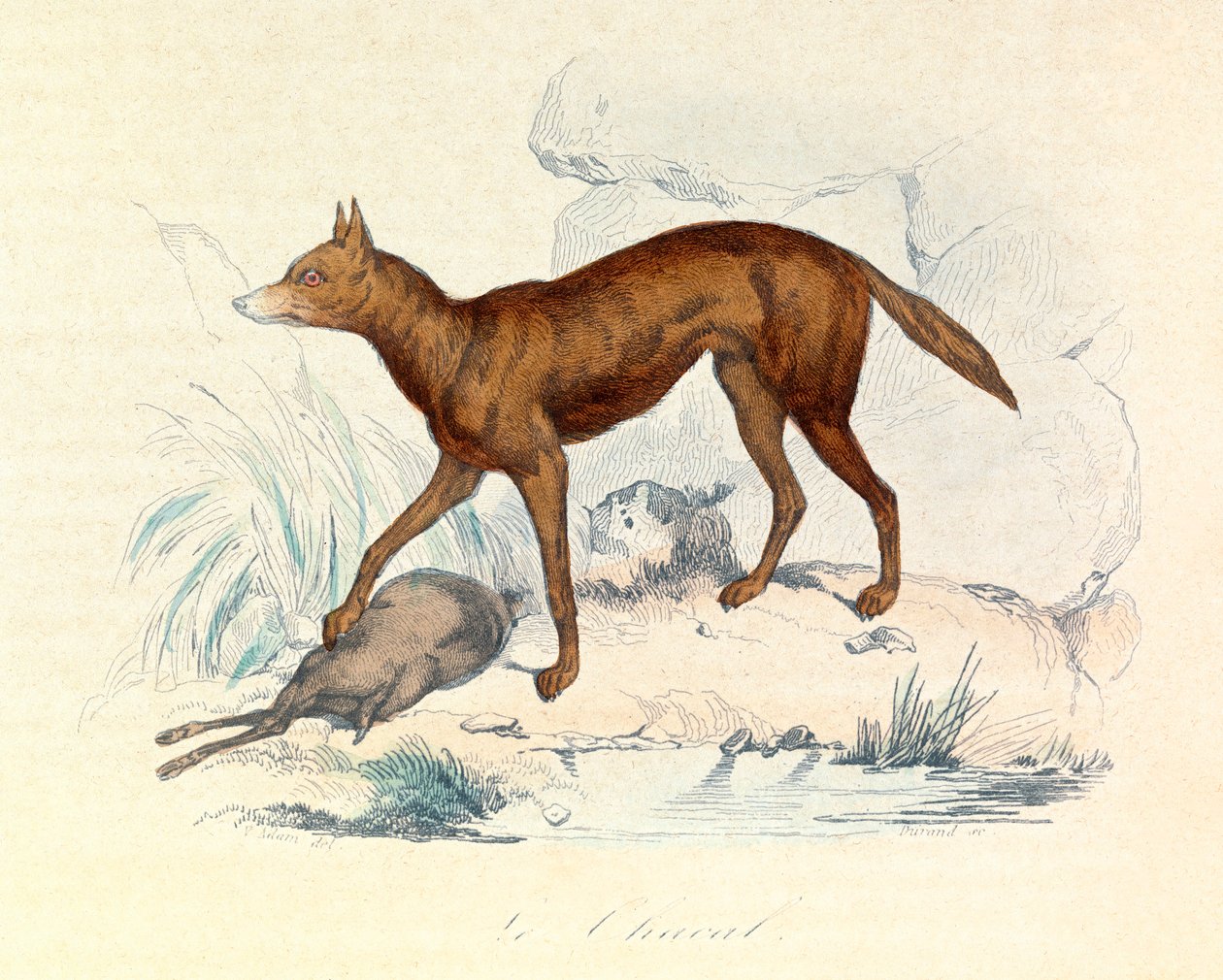 Illustration från boken "Buffons samlade verk": De fyrfotade djuren: Schakalen (gravyr) av Unknown artist