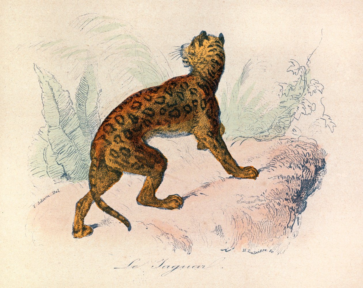 Illustration från boken "Buffons samlade verk": De fyrfotade djuren: Le jaguar (gravyr) av Unknown artist