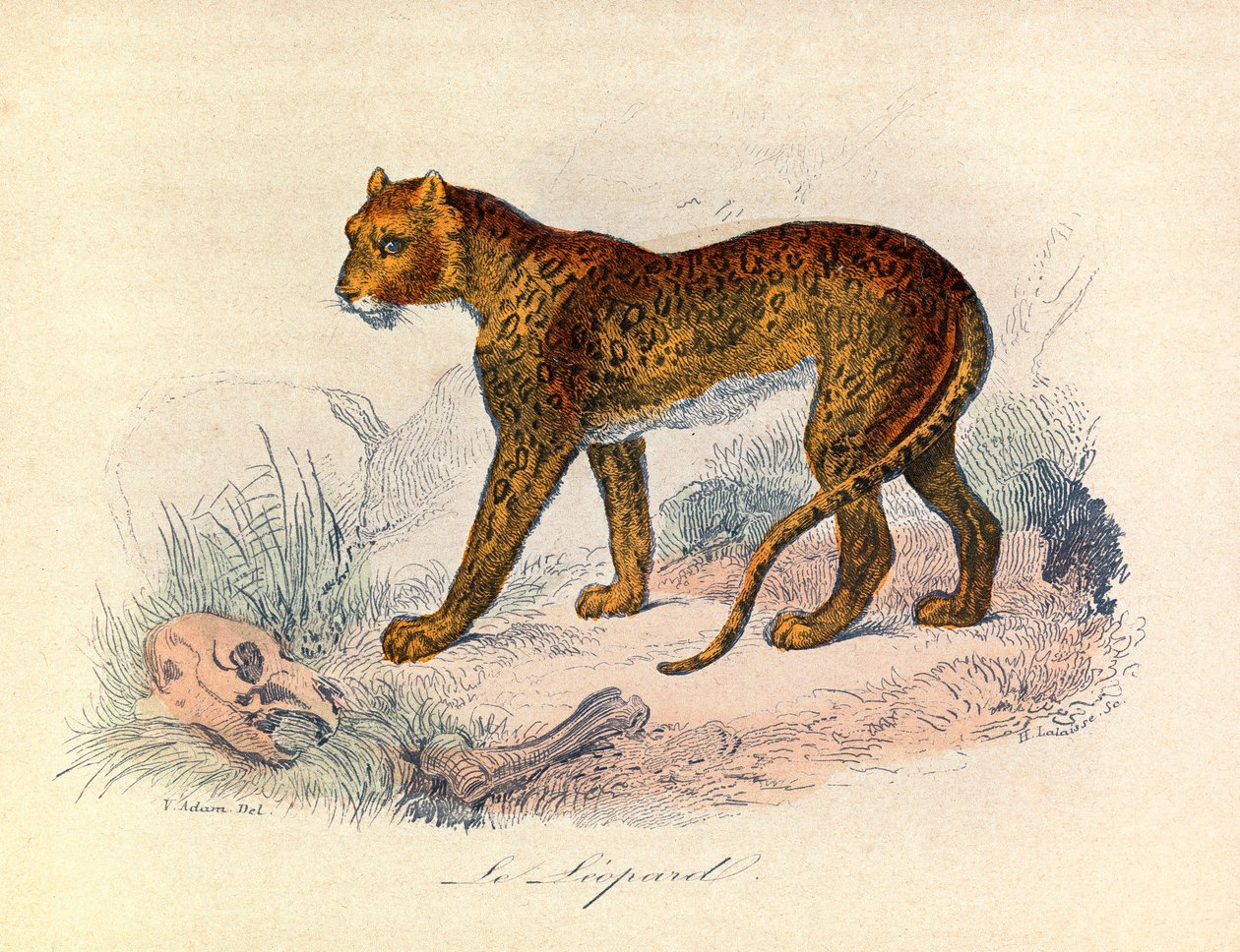 Illustration från boken "Buffons samlade verk": De fyrfotade djuren: Le leopard (gravyr) av Unknown artist