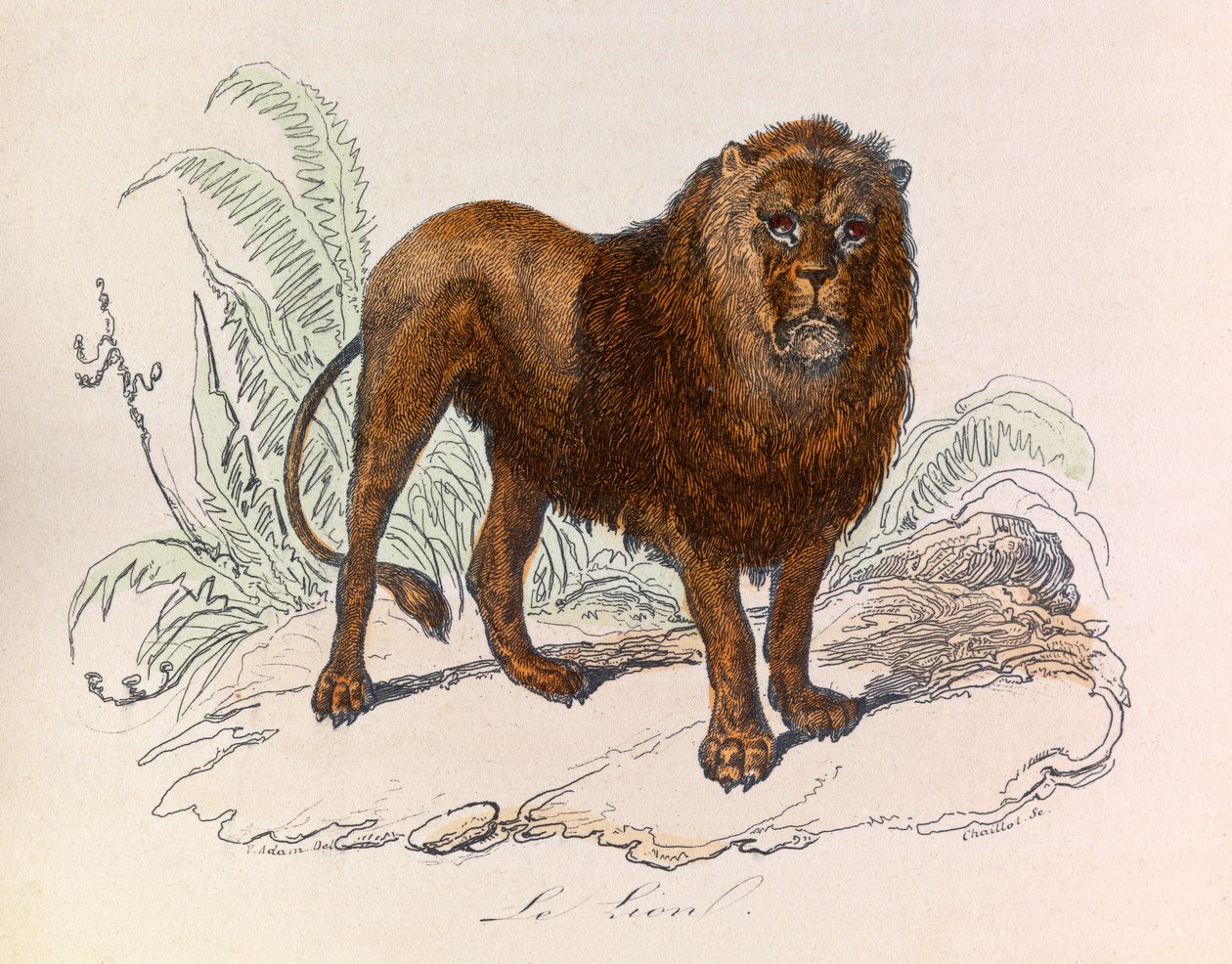 Illustration från boken "Buffons samlade verk": De fyrfotade djuren: Lejonet (gravyr) av Unknown artist
