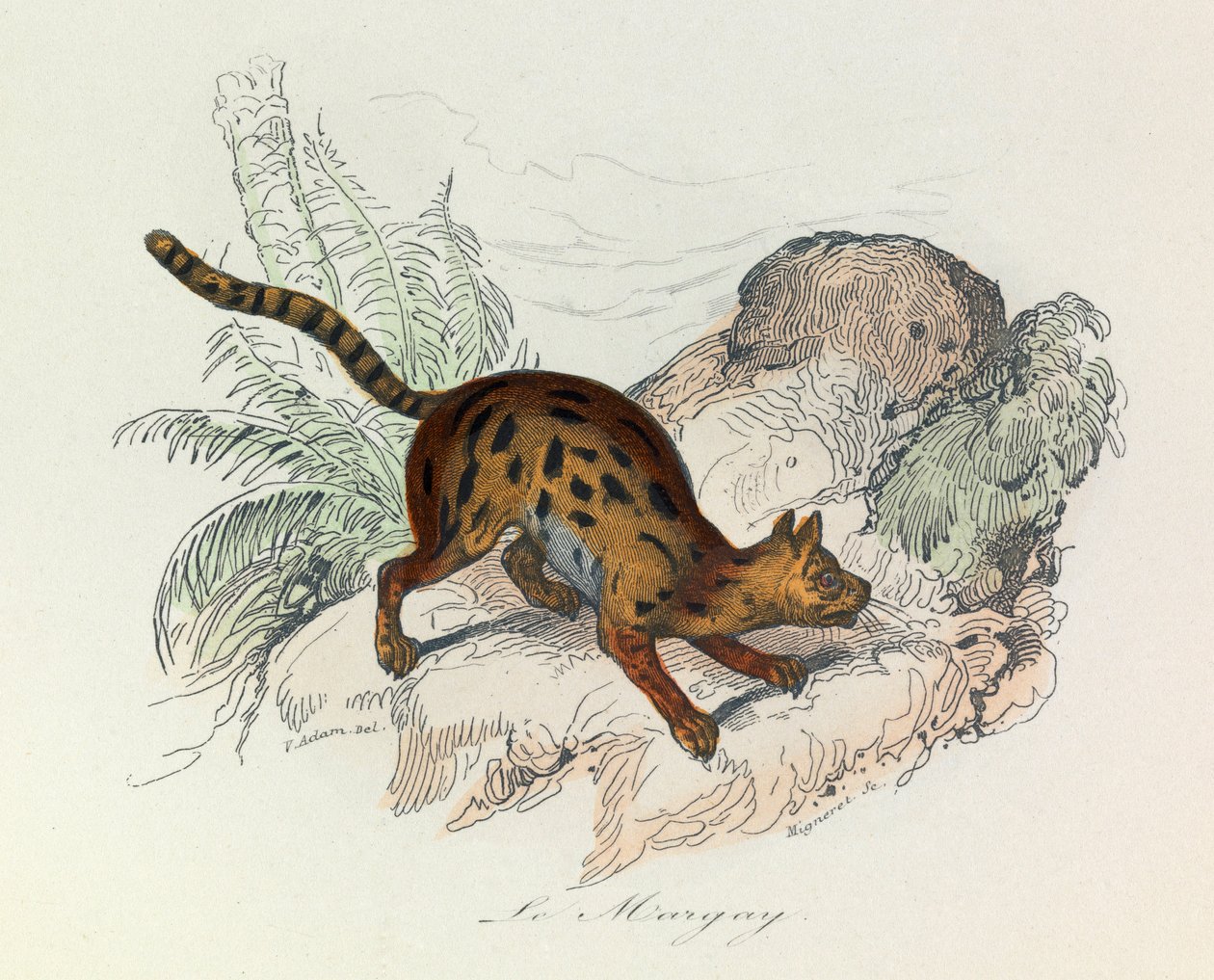 Illustration från boken "Buffons samlade verk": De fyrfotade djuren: Le margay (gravyr) av Unknown artist