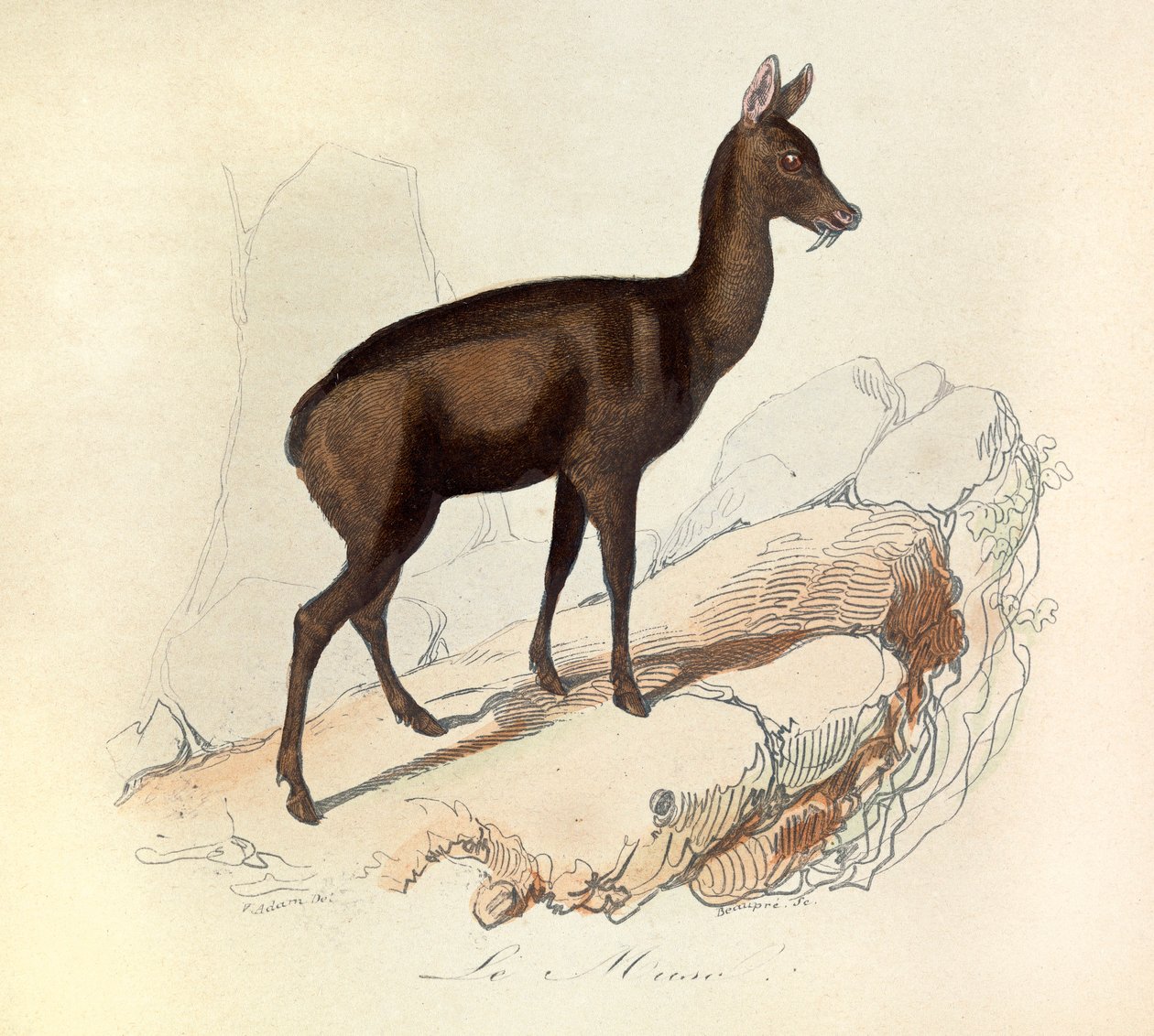 Illustration från boken "Buffons samlade verk": De fyrfotade djuren: Le musc (gravyr) av Unknown artist