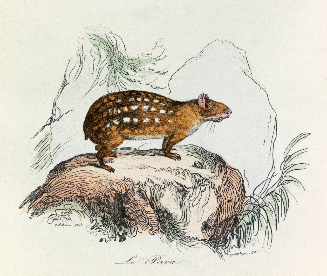 Illustration från boken "Buffons samlade verk": De fyrfotade djuren: Le paca (gravyr) av Unknown artist
