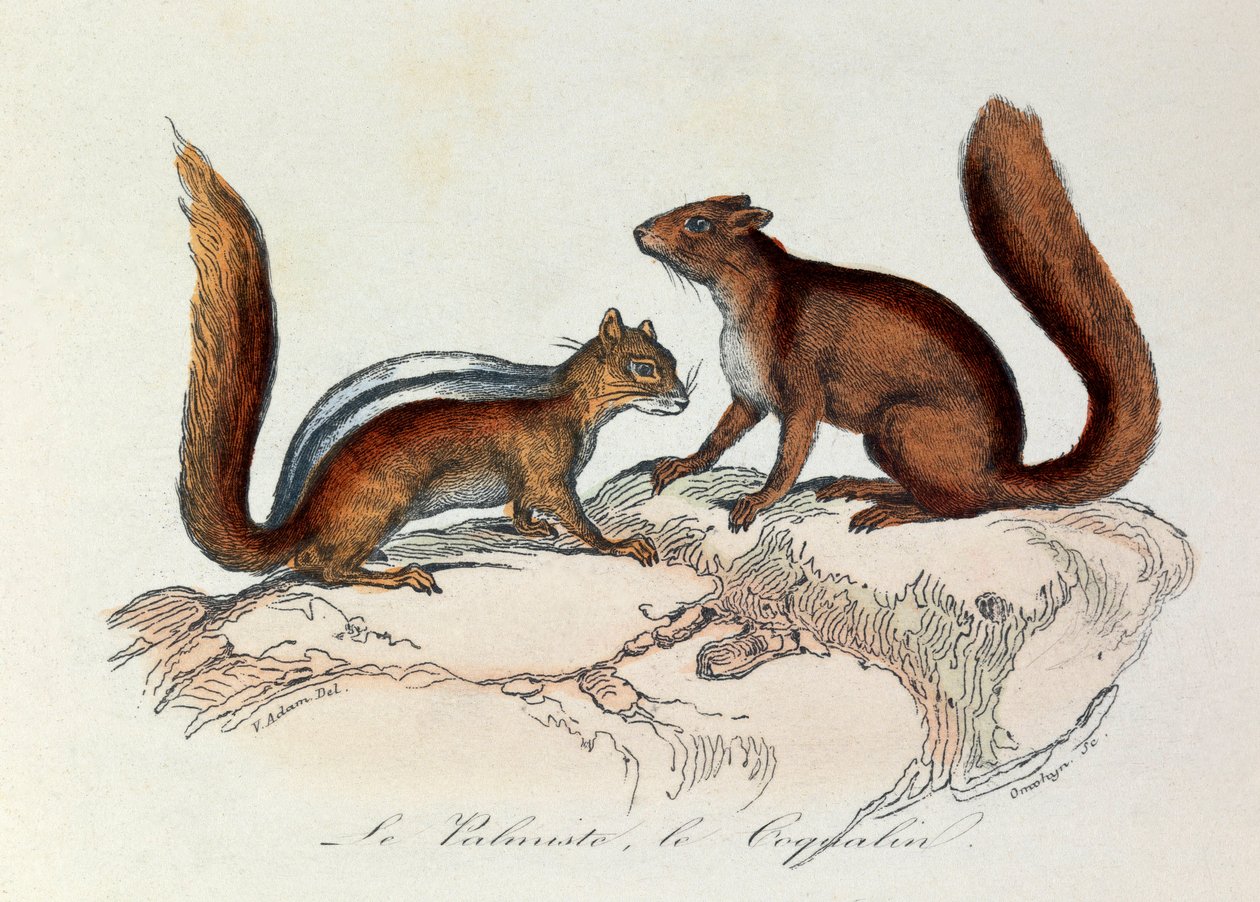 Illustration från boken "Buffons samlade verk": De fyrfotade: Le palmist et le coquallin (gravyr) av Unknown artist