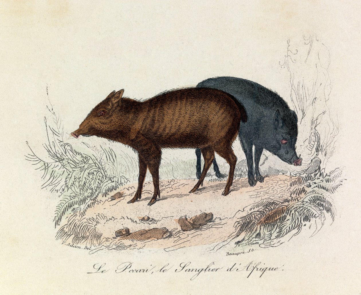 Illustration från boken "Buffons samlade verk": De fyrfotade djuren: Le pecari et le boar d