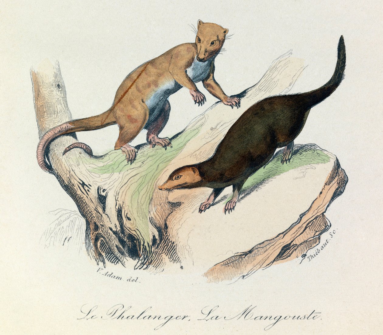Illustration från boken "Buffons samlade verk": De fyrfotade djuren: Le phalanger et la mangouste (gravyr) av Unknown artist