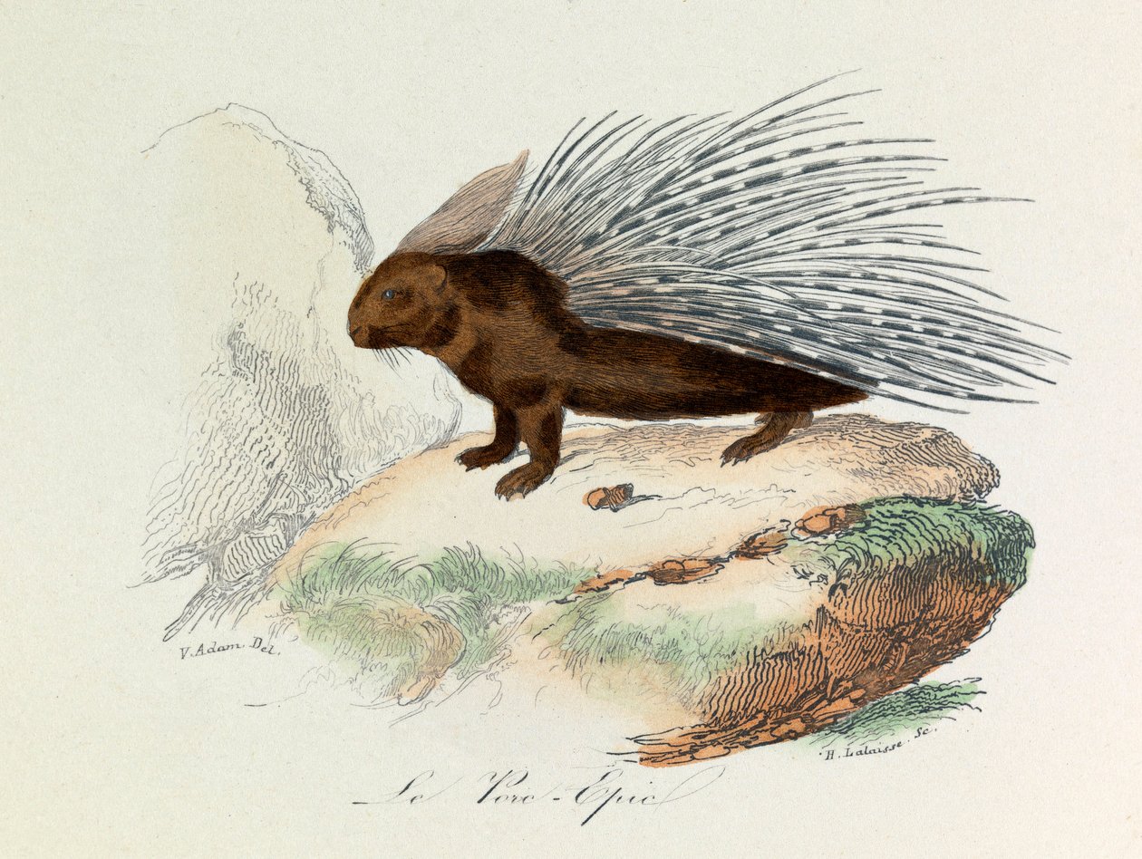 Illustration från boken "Buffons samlade verk": De fyrfotade: Le pork epic (gravyr) av Unknown artist